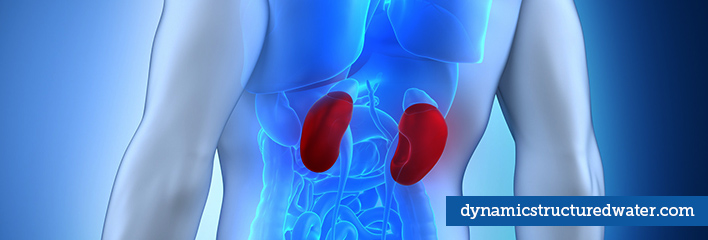 Kidney Dehydration and Structured Water Therapy